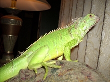 my awsome iguana
