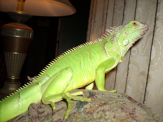 my awsome iguana