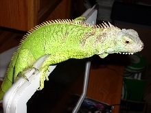 dargor