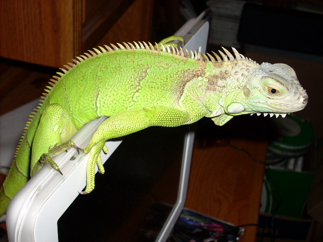dargor