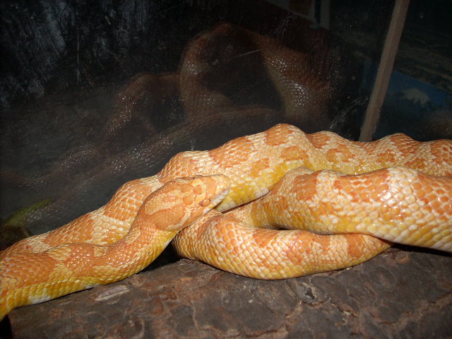 Arthur, my corn snake