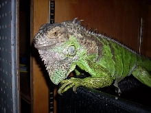 Dargor