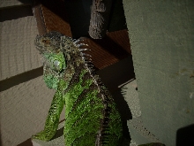 my sweet iguana