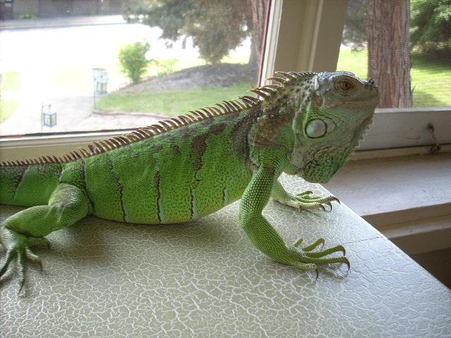 Dargor...i'll miss ya old buddy