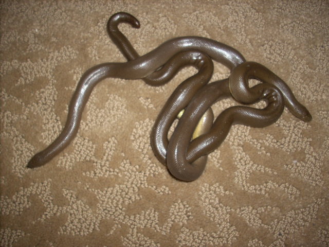 my wc Rubber boas