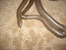 my wc Rubber boas