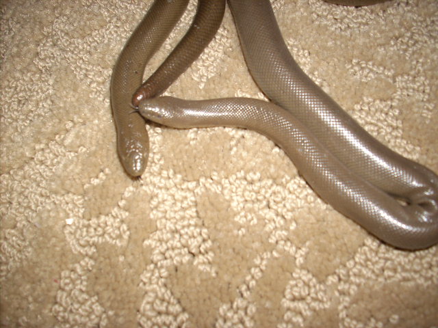 my wc Rubber boas