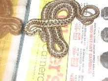 My garter snake