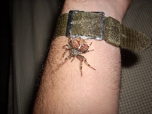 No clue what kinda spider this is
