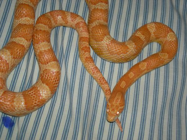 my corn snake