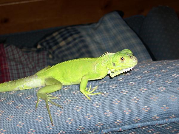 Dargor