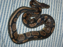 my ball python