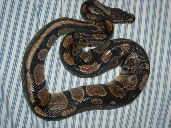 my ball python