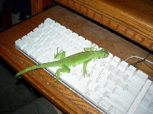 my new iguana, Dargor