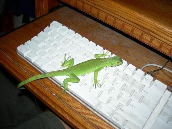 my new iguana, Dargor