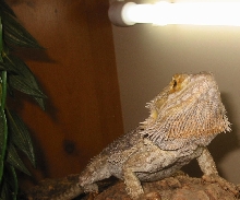 pose for the camera