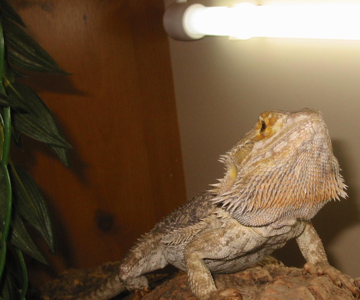pose for the camera