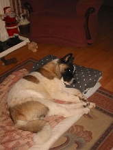 he likes his bed