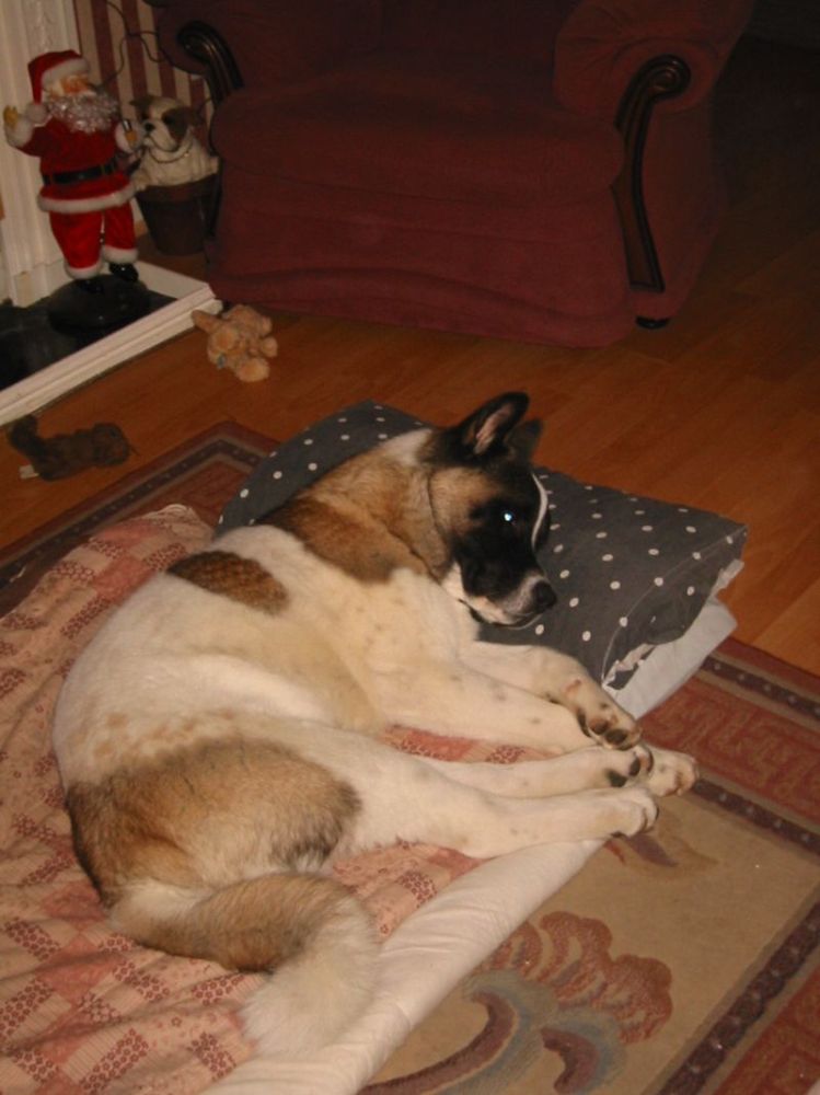 he likes his bed