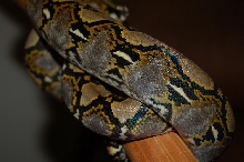 New Shed, New Camera