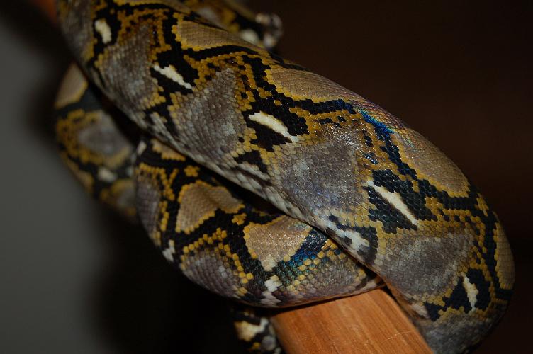 New Shed, New Camera
