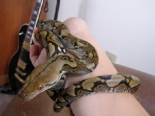 My Thai Retic