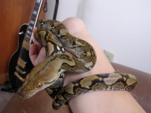 My Thai Retic
