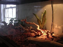Thai Yellowhead Enclosure