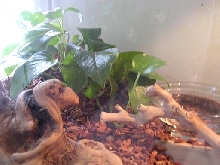 Left Side of My Enclosure