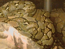 My Retic