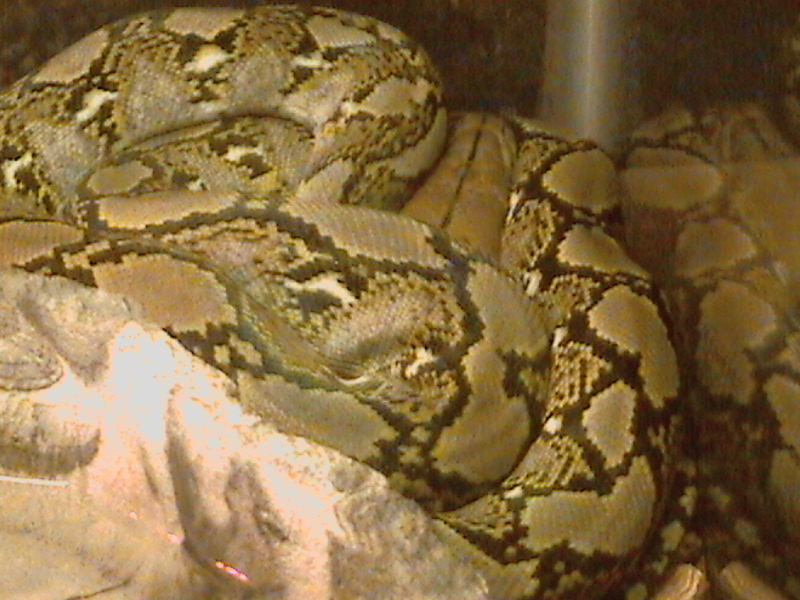My Retic