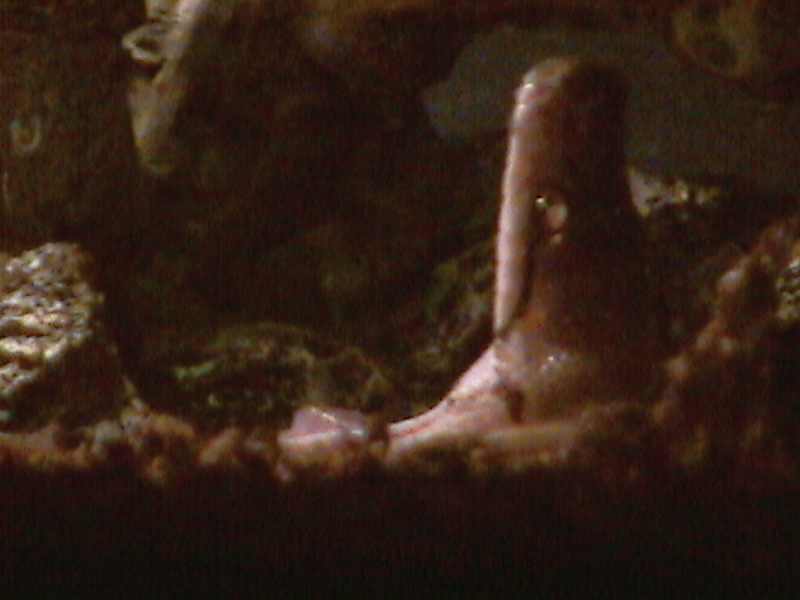 Retic Yawning