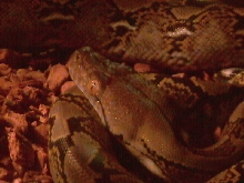 My Retic