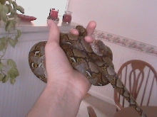 My Retic