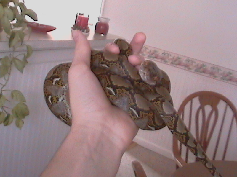 My Retic