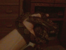 Retic
