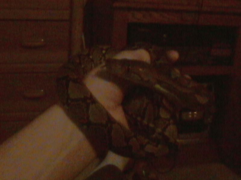 Retic