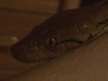 New Retic