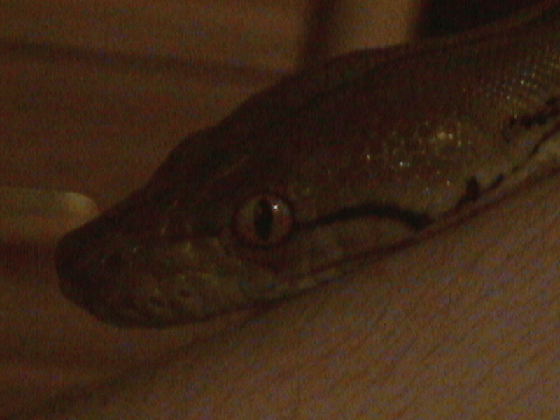 New Retic