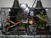yaca and mof's enclosure