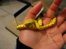 yaca being held 2