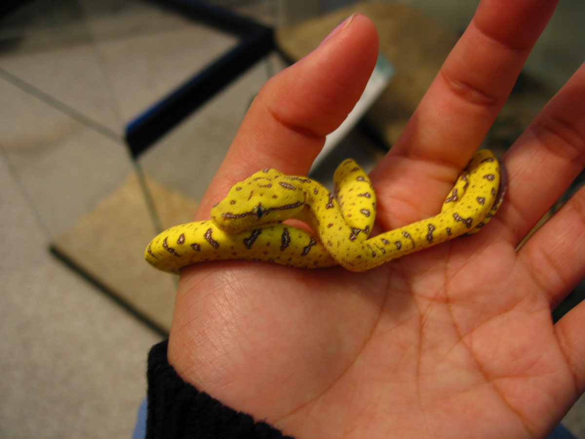 yaca being held 2