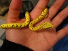yaca being held 1