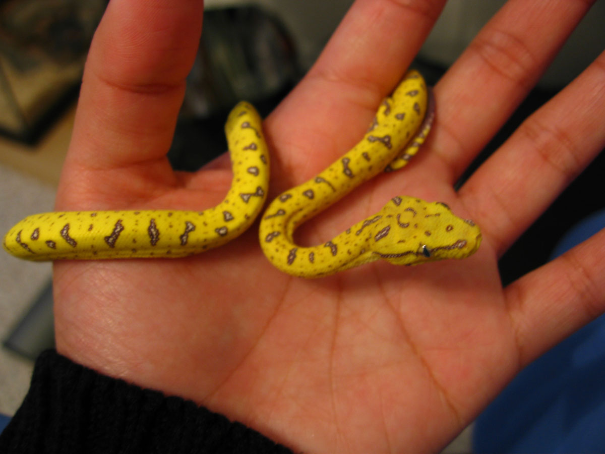 yaca being held 1