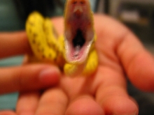 yaca yawning