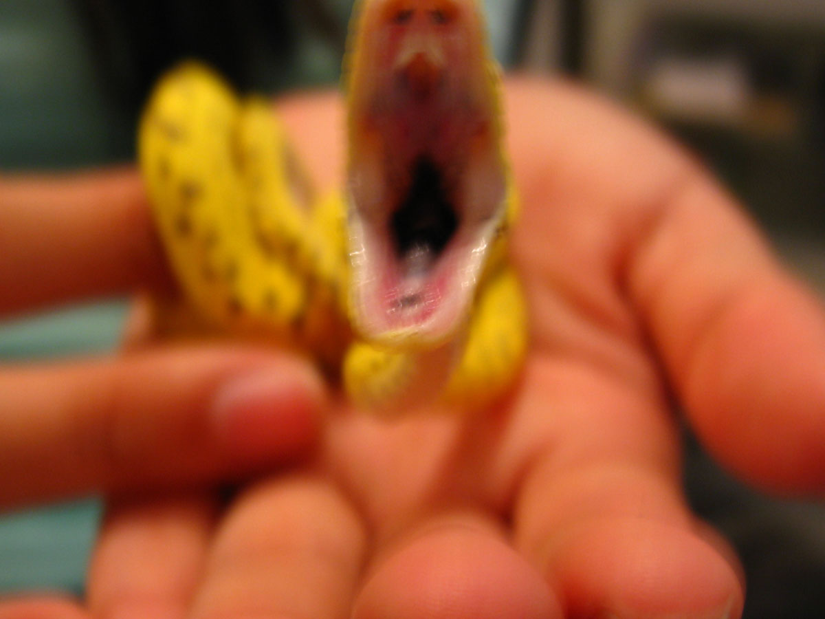 yaca yawning