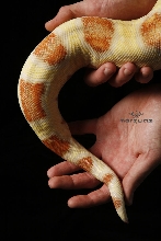 Albino Boa Tail Shoot