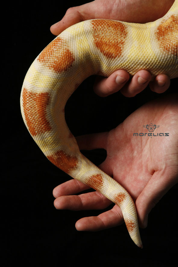Albino Boa Tail Shoot