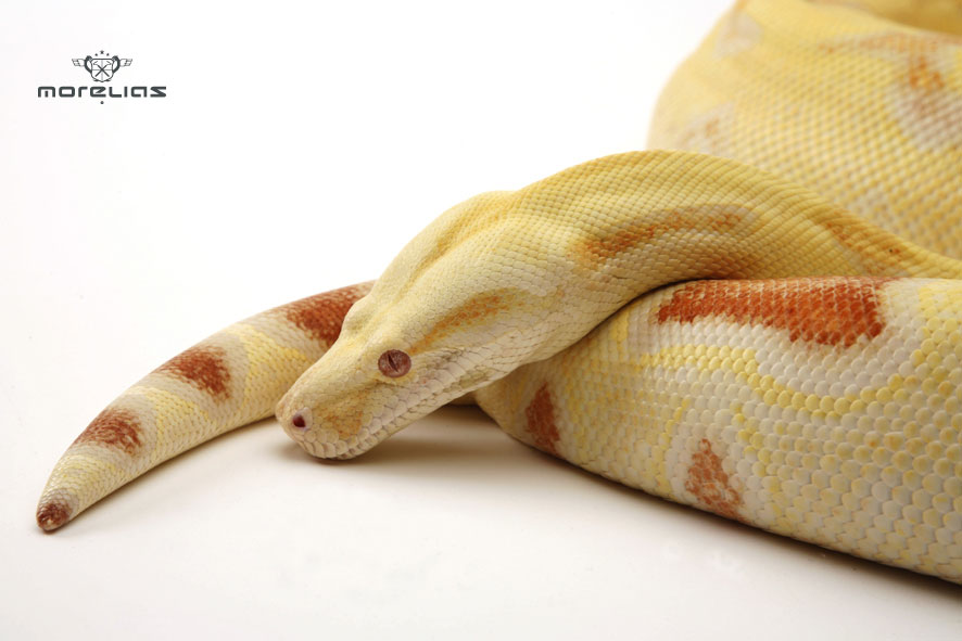 Albino Boa