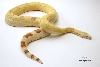 Albino Boa
